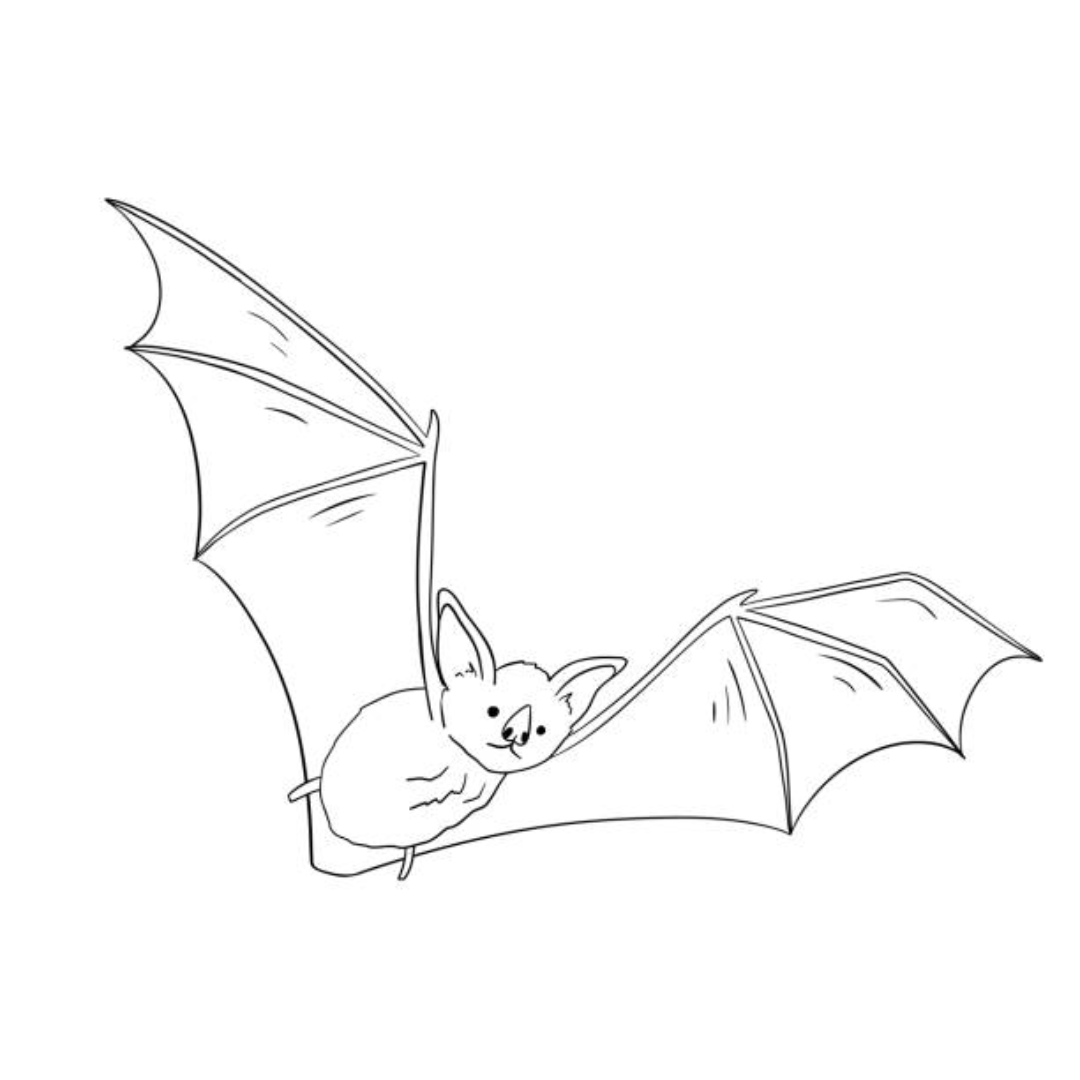 How to Draw a Bat for Digital Art